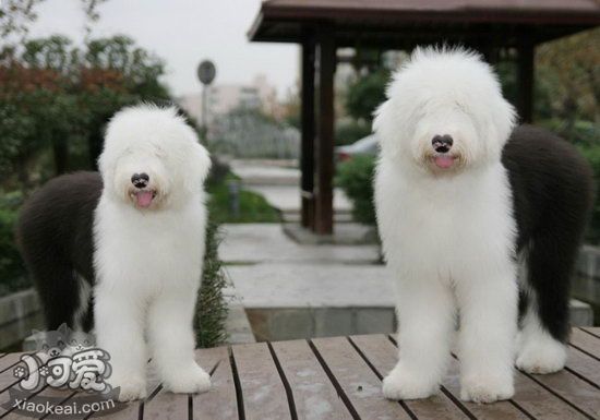 老年英国古代牧羊犬怎么照顾 老年古牧护理方法